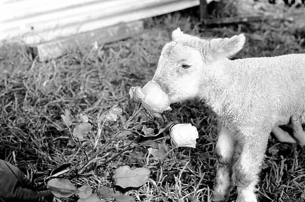 Animals - Flowers - Spring - Cute: Youngs lambs. December 1974 74-7623-002