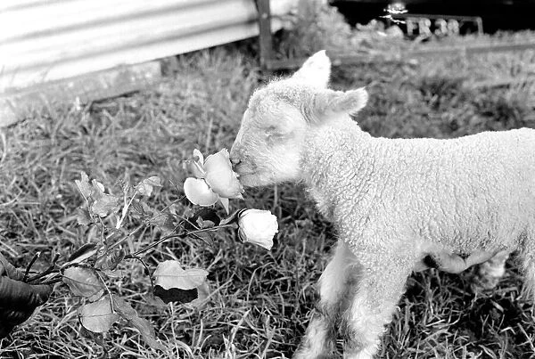 Animals - Flowers - Spring - Cute: Youngs lambs. December 1974 74-7623-001