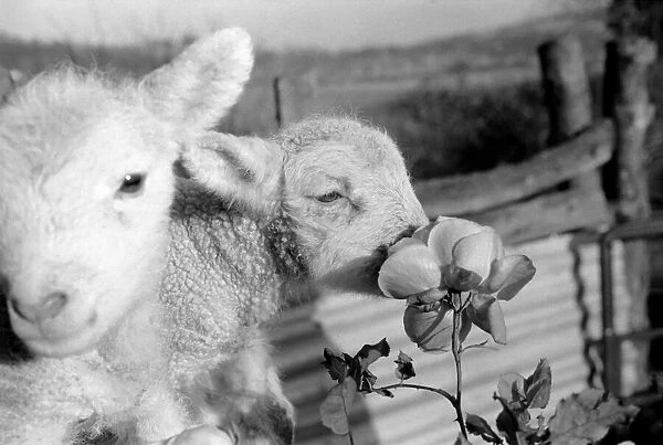 Animals - Flowers - Spring - Cute: Youngs lambs. December 1974 74-7623-005