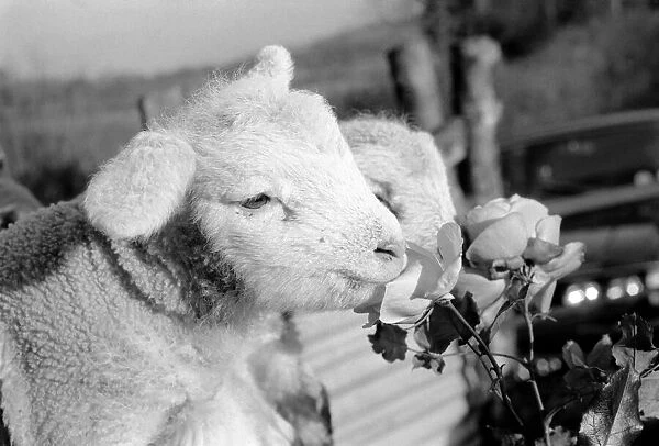 Animals - Flowers - Spring - Cute: Youngs lambs. December 1974 74-7623-006