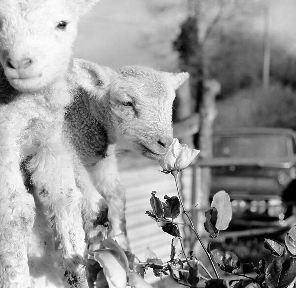 Animals - Flowers - Spring - Cute: Youngs lambs. December 1974 74-7623-012