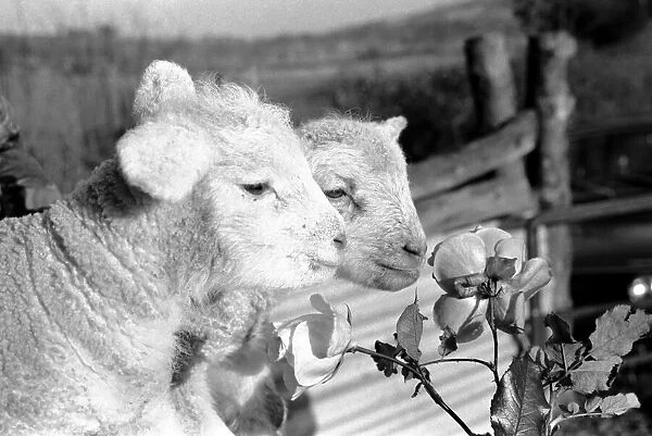 Animals - Flowers - Spring - Cute: Youngs lambs. December 1974 74-7623-011