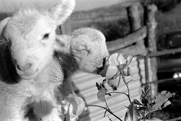 Animals - Flowers - Spring - Cute: Youngs lambs. December 1974 74-7623