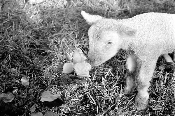Animals - Flowers - Spring - Cute: Youngs lambs. December 1974 74-7623-009