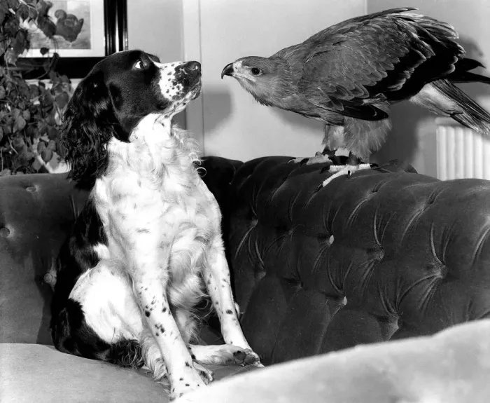 Framed Print : Animals friendship Dogs Dog Bird of Prey African Tawney Eagle September 1983
