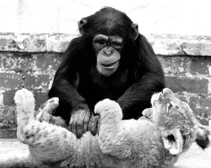 Framed Print : Animals friendships Chimpanzee Lion Cub July 1984 Mandy the 5 year old chimp