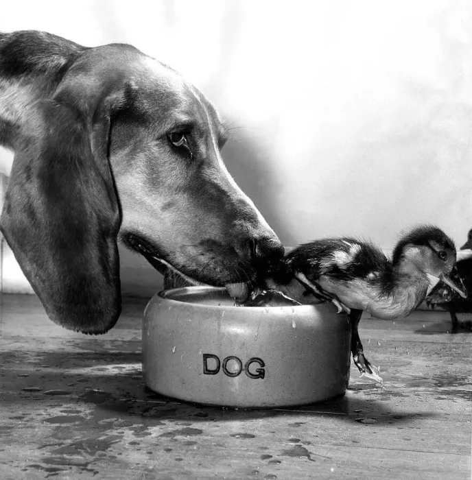 Framed Print : Animals Friendships Dogs ducklings September 1964 Donald the two week old orphaned Framed Print : Animals Friendships Dogs ducklings September 1964 Donald the two week old orphaned