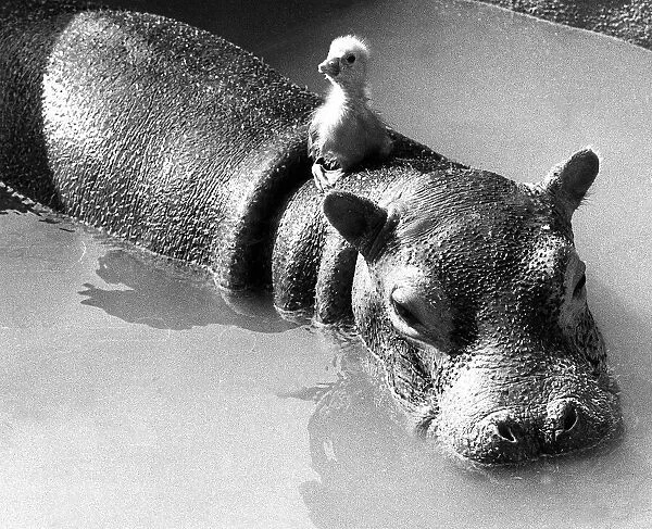 Animals friendships Hippo Gosling March 1973 Tommy the gosling who is 5 days old