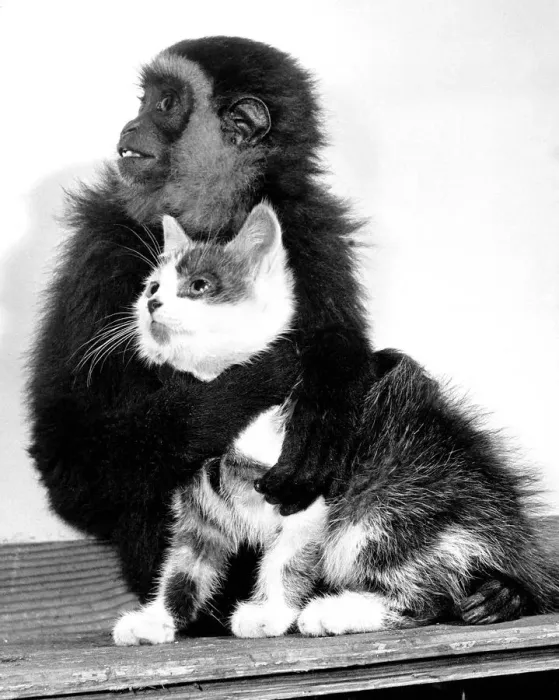 Framed Print : Animals friendships Monkey cat October 1956 Wendy a Gibbon Monkey at Belle Vue Zoo Framed Print : Animals friendships Monkey cat October 1956 Wendy a Gibbon Monkey at Belle Vue Zoo
