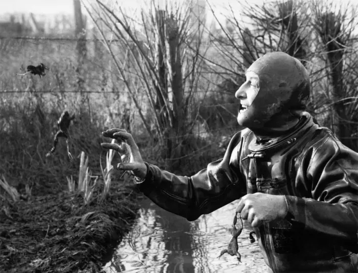 Framed Print : Animals: Frogs. Frogman Bill trying to catch jumping frogs in his back garden Framed Print : Animals: Frogs. Frogman Bill trying to catch jumping frogs in his back garden