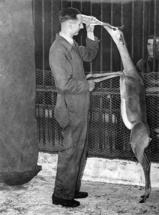 Framed Print : Animals : Gerenuk (the Gazelle being fed at Bellevue Zoo. October 1948 P000377 Framed Print : Animals : Gerenuk (the Gazelle being fed at Bellevue Zoo. October 1948 P000377