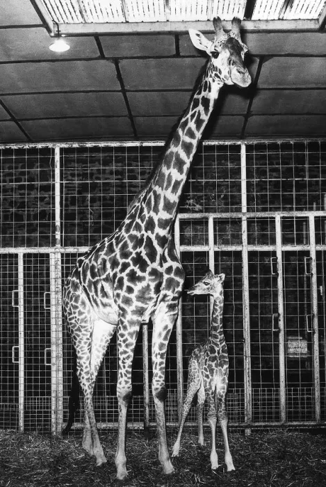 Framed Print : Animals - Giraffe - Mar 1969 Richie - the baby giraffe and mother at Chester Zoo