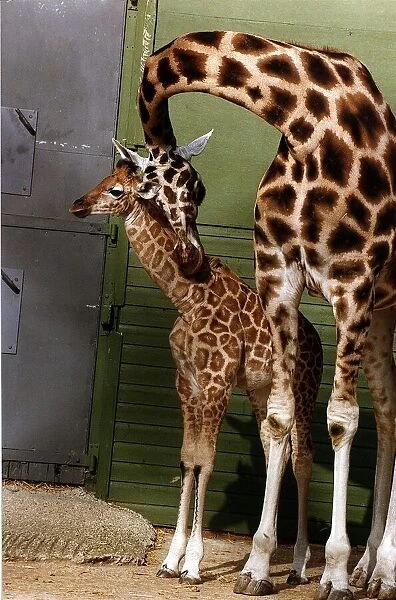 Animals Giraffes May 1995