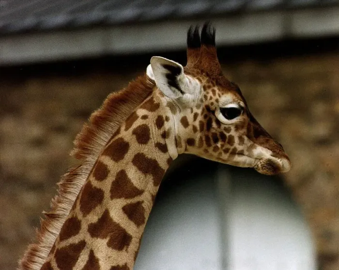 Framed Print : Animals Giraffes May 1995 Framed Print : Animals Giraffes May 1995