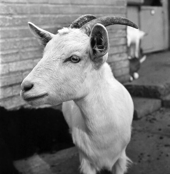 Animals: Goat at London Zoo. 1966