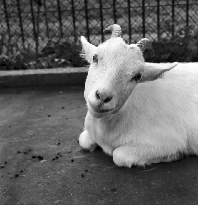 Framed Print : Animals: Goat at London Zoo. 1966