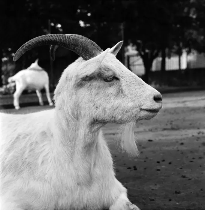 Framed Print : Animals: Goat at London Zoo. 1966 Framed Print : Animals: Goat at London Zoo. 1966