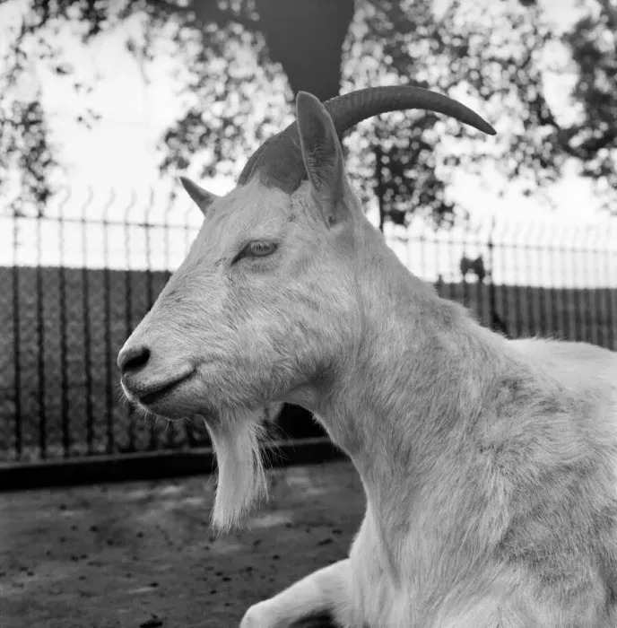Framed Print : Animals: Goat at London Zoo. 1966 Framed Print : Animals: Goat at London Zoo. 1966