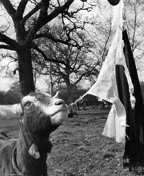 Animals - Goats. April 1966 P011771