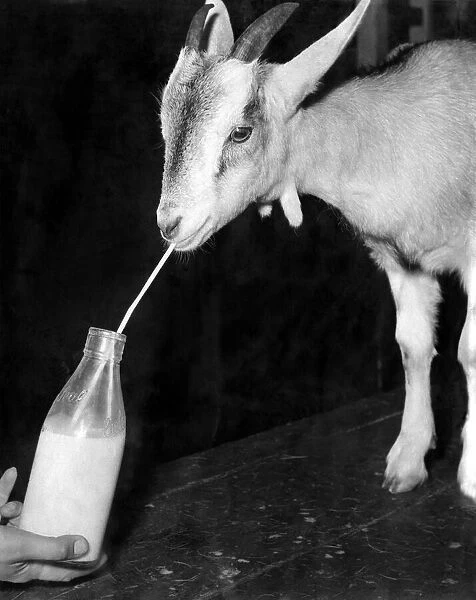 Animals: Goats. November 1953 P009103