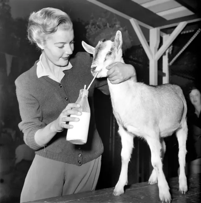 Framed Print : Animals: Goats. Woman feeds goat milk. November 1953 D6103-001 Framed Print : Animals: Goats. Woman feeds goat milk. November 1953 D6103-001