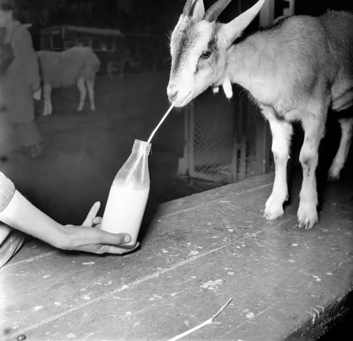 Framed Print : Animals: Goats. Woman feeds goat milk. November 1953 D6103 Framed Print : Animals: Goats. Woman feeds goat milk. November 1953 D6103