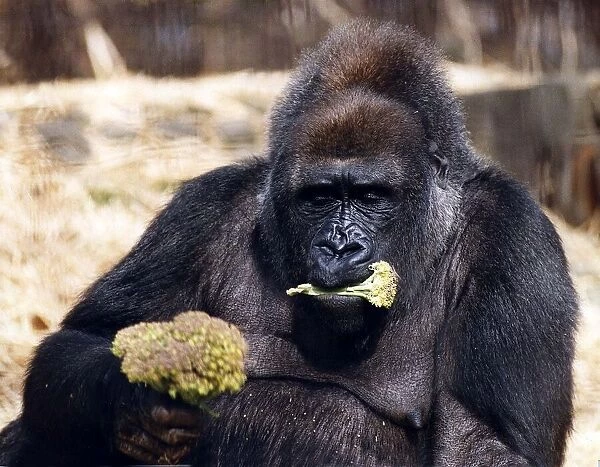 Animals Gorilla Eating circa 1993