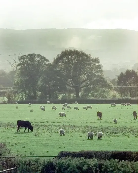 Framed Print : Animals graze in a field in Ryton, Shropshire with a view of Long Mynd in the background