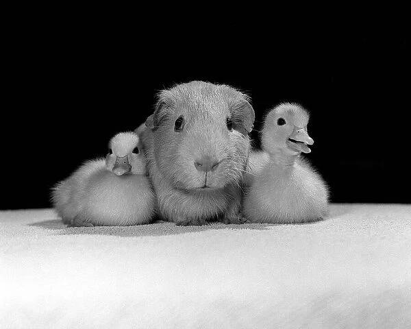 Animals Guinea Pig and Ducklings April 1985 These two ducklings are cuddles up to