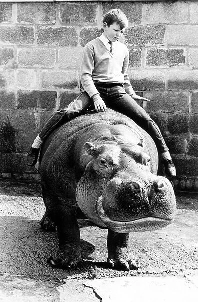 Animals Hippo Hippopotimus Harry the horrible Hippo was tamed by a schoolboy