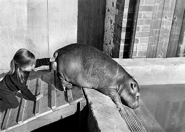 Animals Hippopotamus. April 1973 P004878