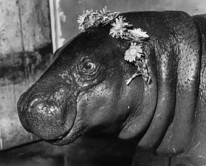 Framed Print : Animals Hippopotamus Emma the hippie Pygmy Hippopotamus with flowers around her Framed Print : Animals Hippopotamus Emma the hippie Pygmy Hippopotamus with flowers around her