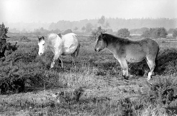 Animals: Horse: Landscape: New Forest Ponies. New Forest Ponies foraging for food in