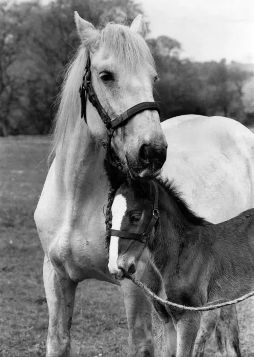 Framed Print : Animals: Horses. 11 day old as yet unnamed foal and foster mum Clarissa are thriving