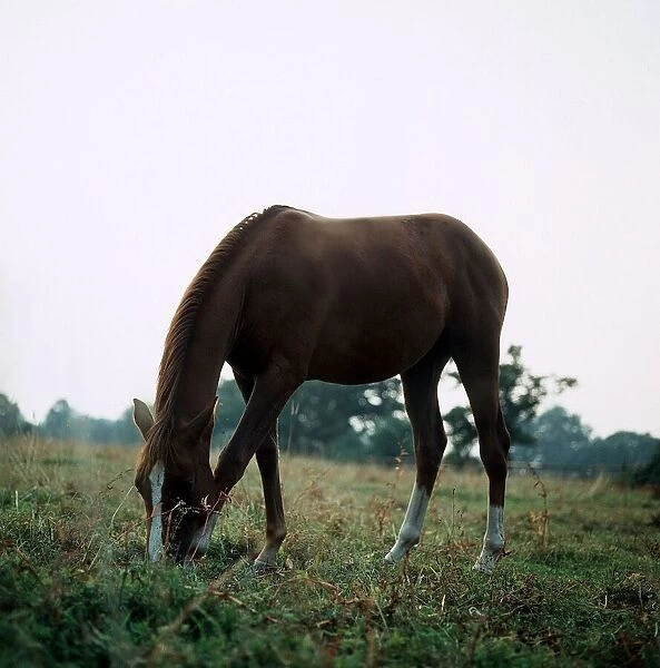 Animals - Horses Horse