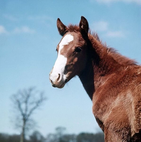 Animals - Horses - Mares and Foals Foal March 1980 A©Mirrorpix