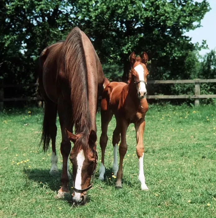 Framed Print : Animals - Horses - Mares and Foals Mare and Foal March 1980 A©Mirrorpix Framed Print : Animals - Horses - Mares and Foals Mare and Foal March 1980 A©Mirrorpix