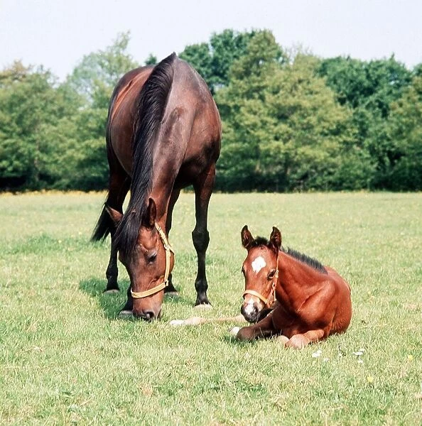 Animals - Horses - Mares and Foals Mare and Foal March 1980 A©Mirrorpix