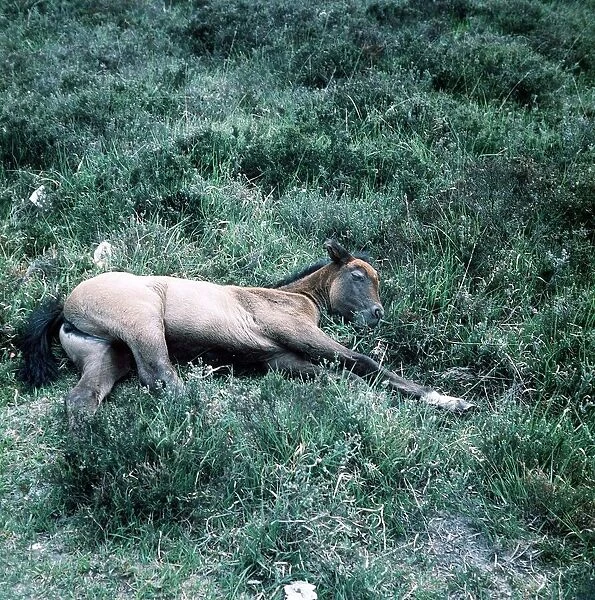 Animals - Horses - Mares and Foals New forest pony foal June 1975