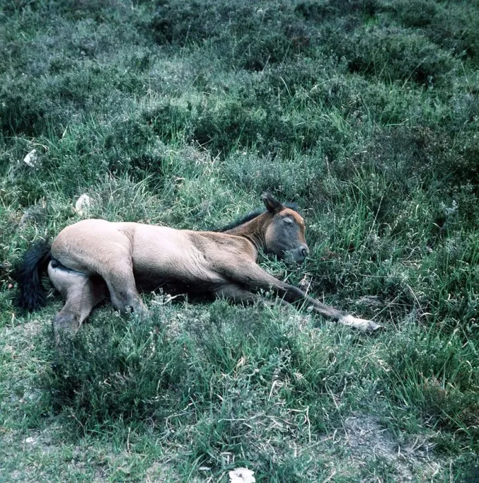 Framed Print : Animals - Horses - Mares and Foals New forest pony foal June 1975 Framed Print : Animals - Horses - Mares and Foals New forest pony foal June 1975