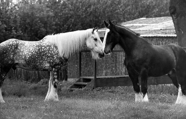 Animals: Horses. A matey time for Sullivan, left, and Gog. June 1972 P012690