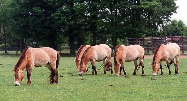 Animals Horses at Whipsnade Zoo