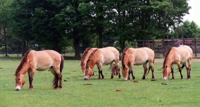 Framed Print : Animals Horses at Whipsnade Zoo Framed Print : Animals Horses at Whipsnade Zoo