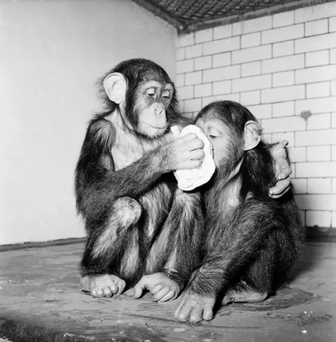 Framed Print : Animals Humour. Chimpanzees tea party is cancelled as the monkeys all hance colds