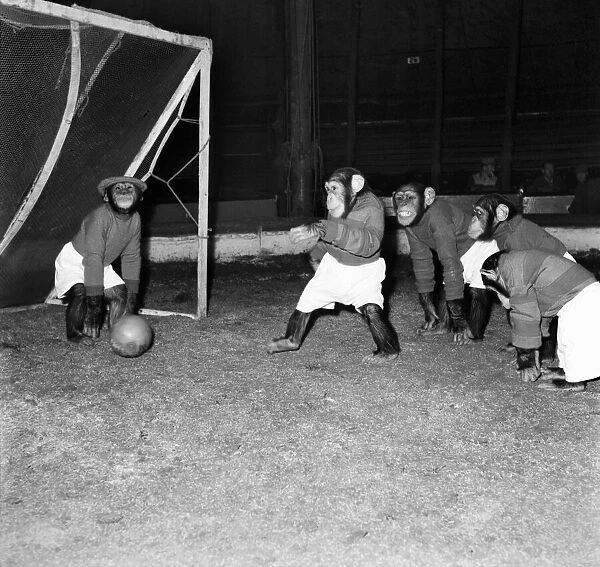 Animals: Humour: Chimps playing football. November 1953 D6989-009