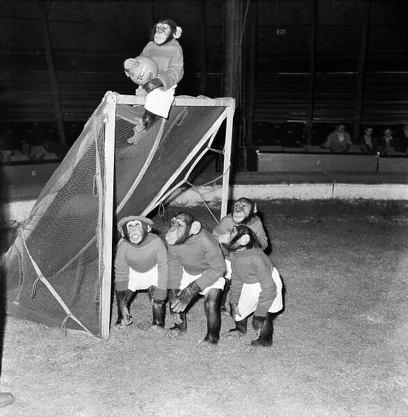 Animals: Humour: Chimps playing football. November 1953 D6989-006