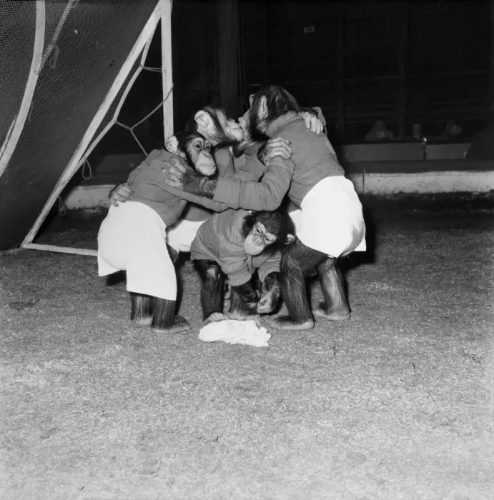 Framed Print : Animals: Humour: Chimps playing foothall. November 1953 D6989