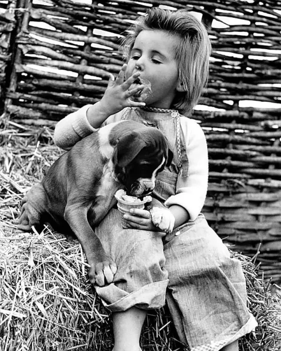 Framed Print : Animals Humour Dogs Boxer George September 1959 Hilary Dellar with the puppy 8 week