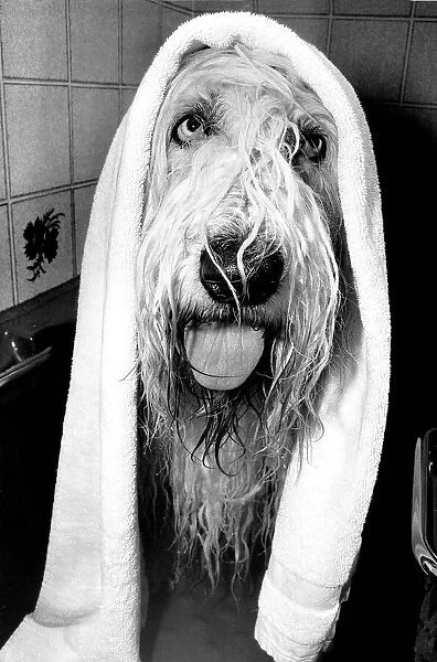 Animals Humour Dogs June 1984 This dog doing a Henry Cooper look