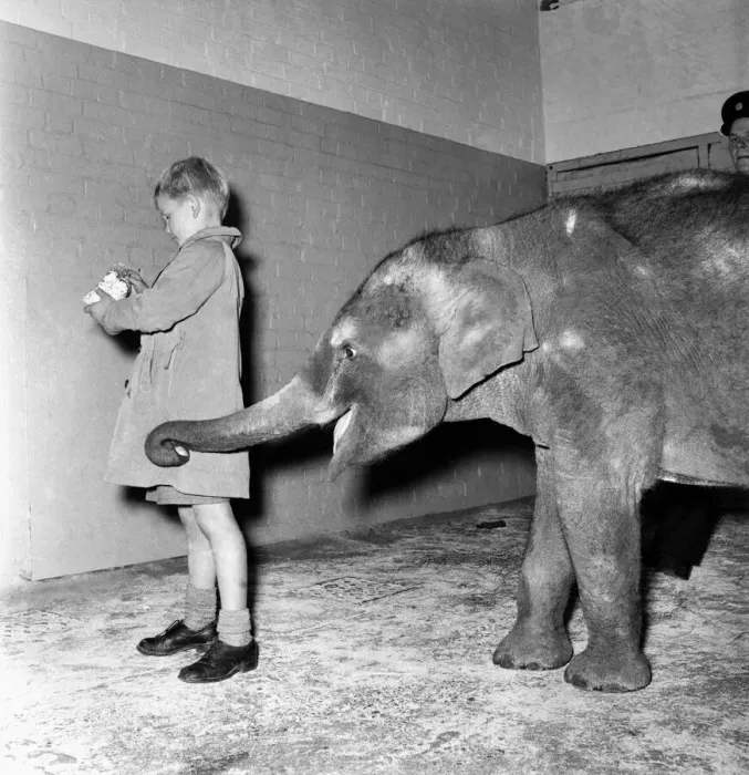 Framed Print : Animals Humour. Elephant takes apple from boys pocket. June 1953 D3170